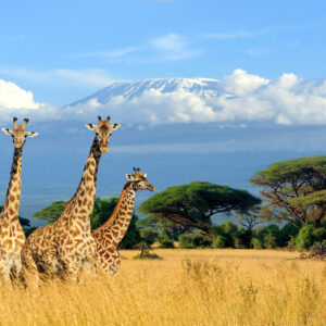 Kenia - Safari Rasharasha 4x4